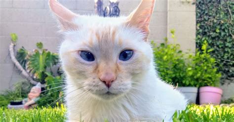 flame point siamese health issues|flame point siamese cat health issues.